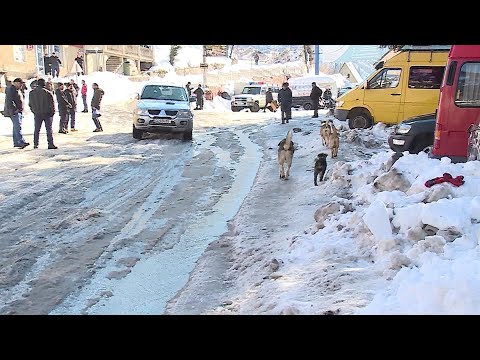 მიუსაფარი ძაღლების მოვლას ითხოვენ ხულოში